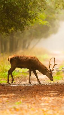 Wild Deer Pictures Wallpaper (54+ images)