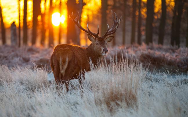 Mule Deer Wallpaper (56+ pictures)