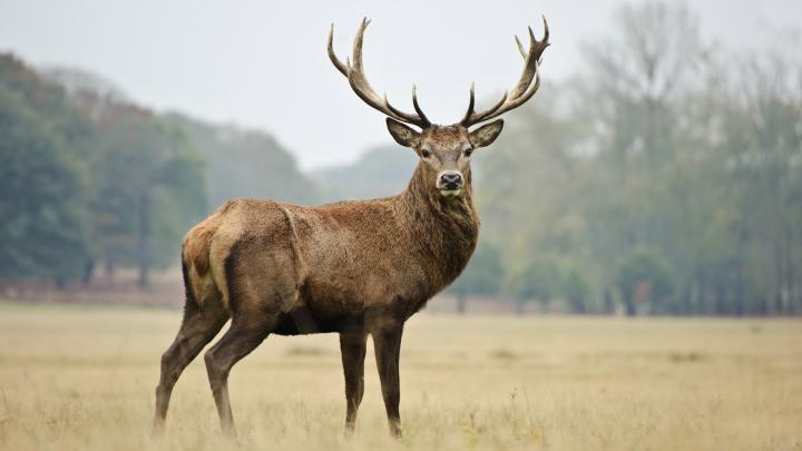 Deer Higher Resolution Wallpaper \u0026 Images ~ HD Wallpapers \u0026 Images