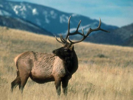 Free Deer Wallpapers