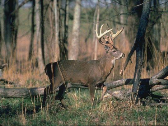 Free Deer Wallpapers