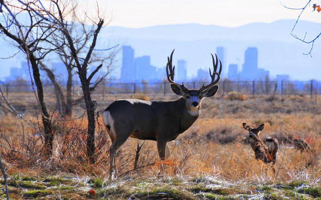 Whitetail Deer Wallpaper Screensaver (47+ images)