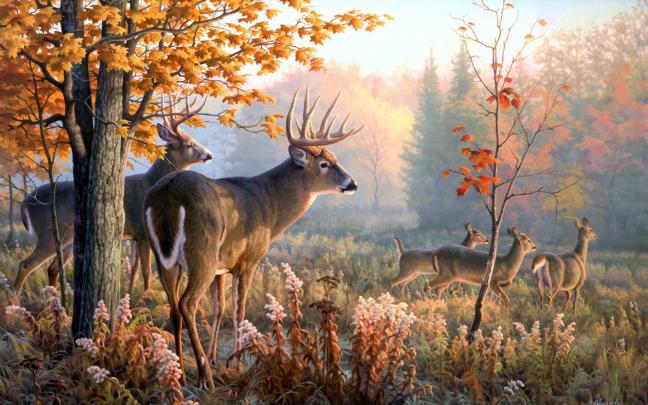 Deer Hunting Wallpaper for Computer \u00b7\u2460 