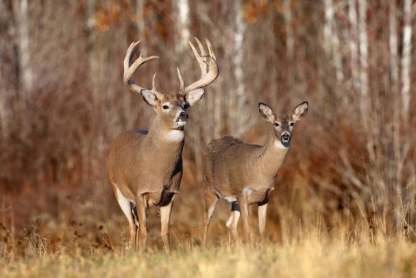 Deer Desktop Wallpapers