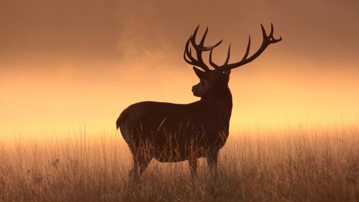 Wild Deer Pictures Wallpaper (54+ images)