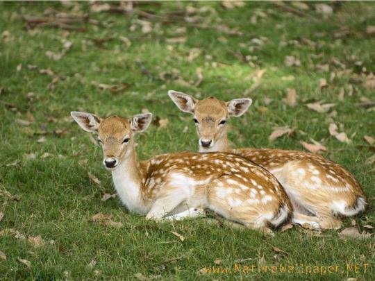Free Deer Wallpapers