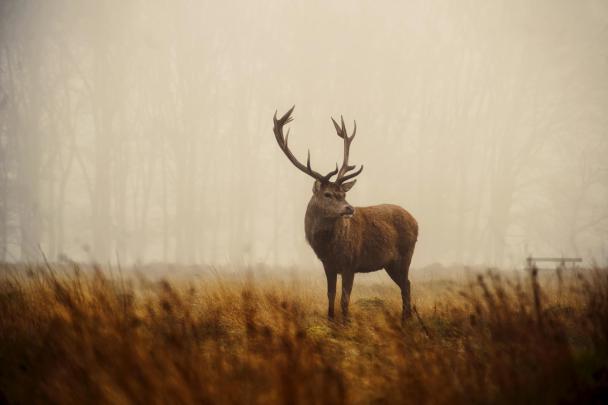 Deer Wallpaper (71+ images)