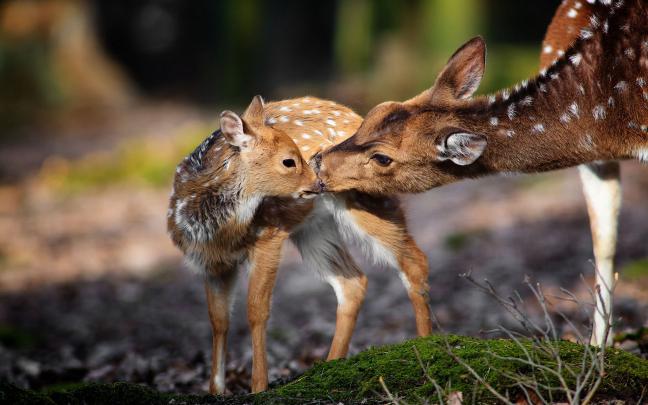 deer, Nature, Background, Fawn, Baby, Mother Wallpapers HD \/ Desktop 