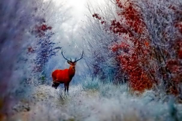Winter _ deer Download HD Wallpapers and Free Images