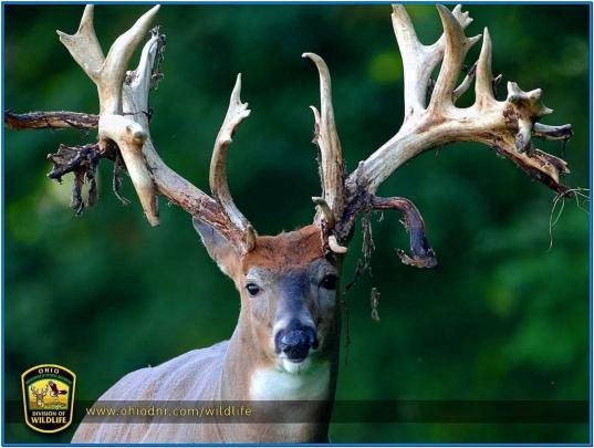 Deer Screensaver Wallpaper - Download-Screensavers.biz