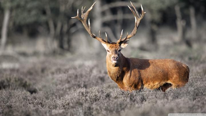 Deer Desktop Backgrounds \u00b7\u2460 