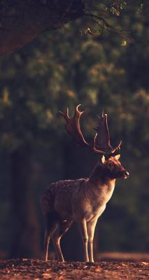 Professional photo with a deer in the forest - HD wallpaper Wallpaper 