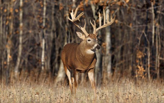 Mule Deer Wallpaper (56+ pictures)