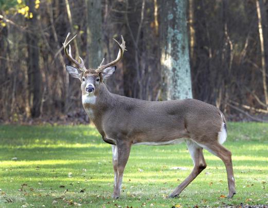 Whitetail Deer Wallpaper \u00b7\u2460 