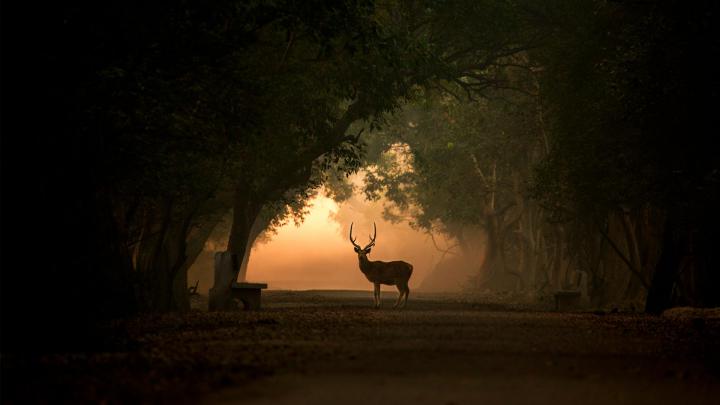 Spotted Deer \u2013 Bing Wallpaper Download