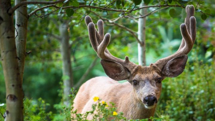 Wallpaper : animals, nature, wildlife, elk, fauna, mammal, horn, white 