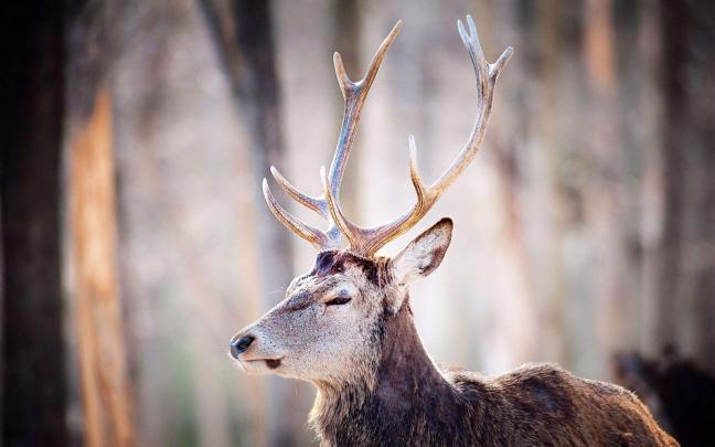 Wallpaper : deer, trees, horns, head 2560x1600 - wallhaven - 1091498 
