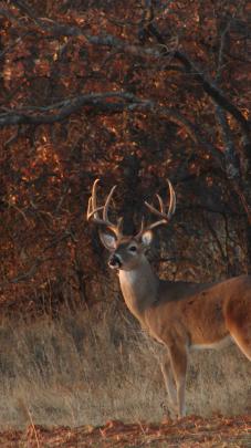 Free download Whitetail Wallpaper Whitetail deer hunting forums 