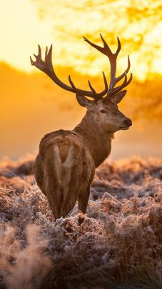 Realtree Deer Wallpaper \u00b7\u2460 