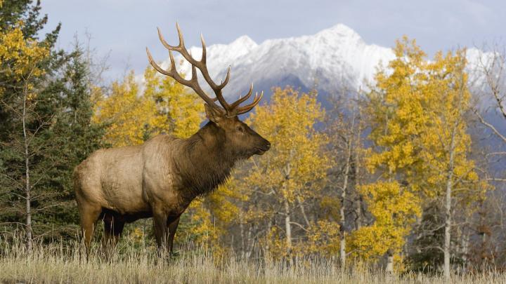 Deer Desktop Wallpapers