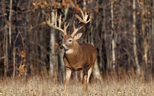 Deer Desktop Wallpapers