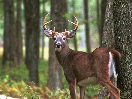Deer Desktop Wallpapers