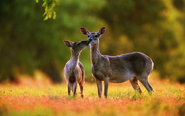 Deer Desktop Wallpapers