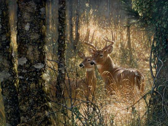 Deer Desktop Wallpapers