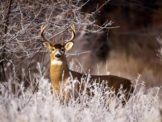 Deer Desktop Wallpapers