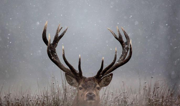 Deer Desktop Wallpapers