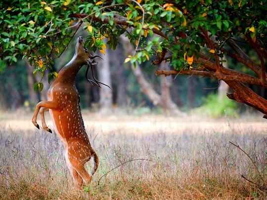 Deer Desktop Backgrounds