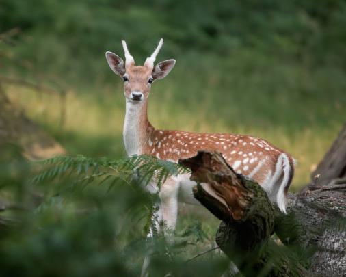 Deer Desktop Wallpapers