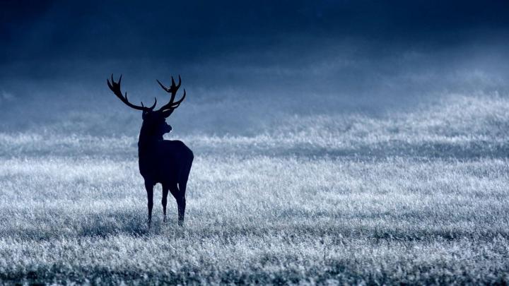Deer Desktop Wallpapers