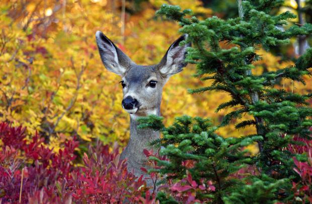 autumn, Fall, Landscape, Nature, Tree, Forest, Leaf, Leaves, Deer 