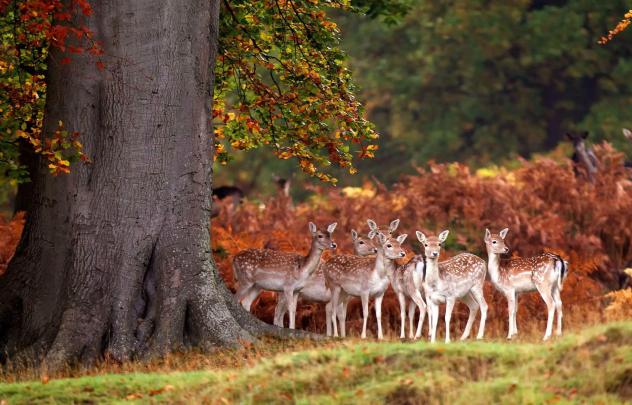 Deer Desktop Wallpapers