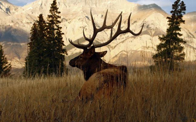 Deer Desktop Wallpapers