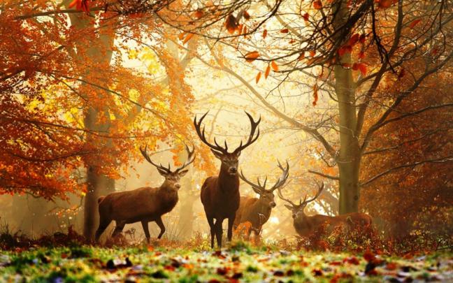 deer, Nature, Animals Wallpapers HD \/ Desktop and Mobile Backgrounds