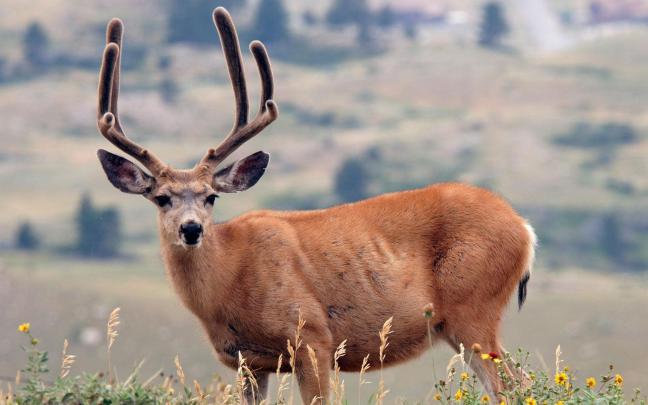 deer, Antlers, Grass Wallpapers HD \/ Desktop and Mobile Backgrounds