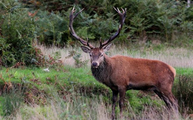 animals, Deer Wallpapers HD \/ Desktop and Mobile Backgrounds