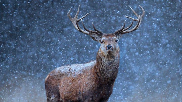 Belarus Deer \u2013 Bing Wallpaper Download