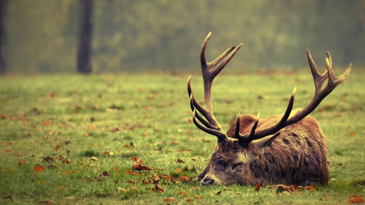 nature, Deer, Sleeping Wallpapers HD \/ Desktop and Mobile Backgrounds