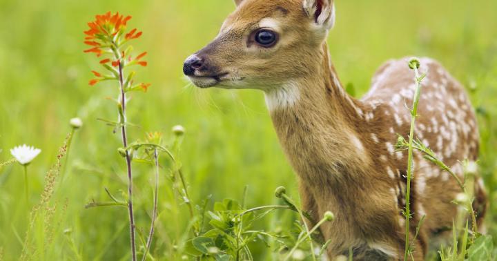 White Tailed Deer Pics And Wallpaper Free Download for Desktop | Free 