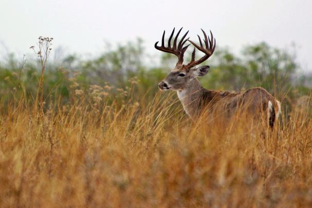 Whitetail Backgrounds \/ 43 Whitetail Deer Wallpaper Screensaver 