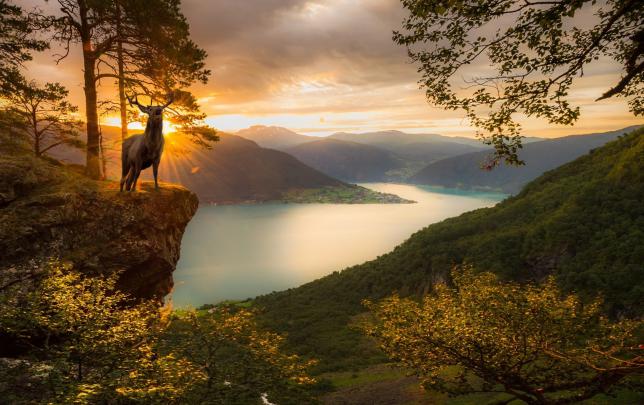 Deer Desktop Backgrounds (59+ images)