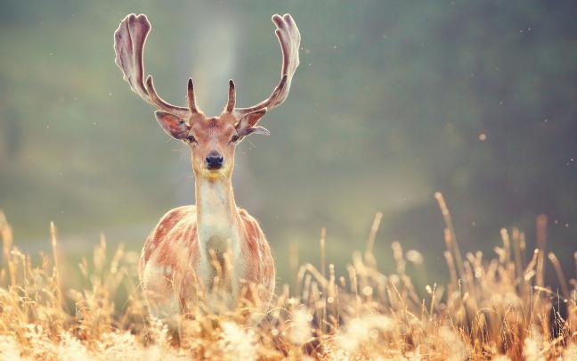 Cool picture of deer, desktop wallpaper of nature, winter | ImageBank.biz