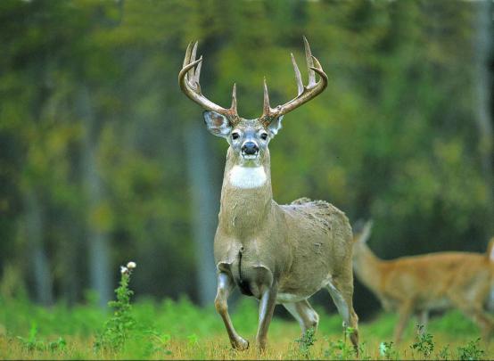 Deer Desktop Wallpapers