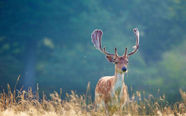 wallpaper of deer - HD Desktop Wallpapers