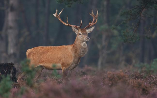 deer amazing - HD Desktop Wallpapers