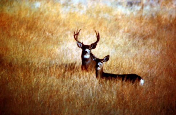 Deer Desktop Wallpapers