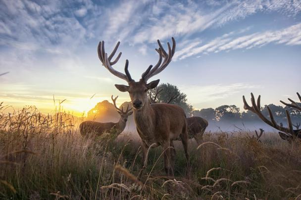 nature, Animals, Deer Wallpapers HD \/ Desktop and Mobile Backgrounds